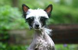 CHIEN NU CHINOIS 283